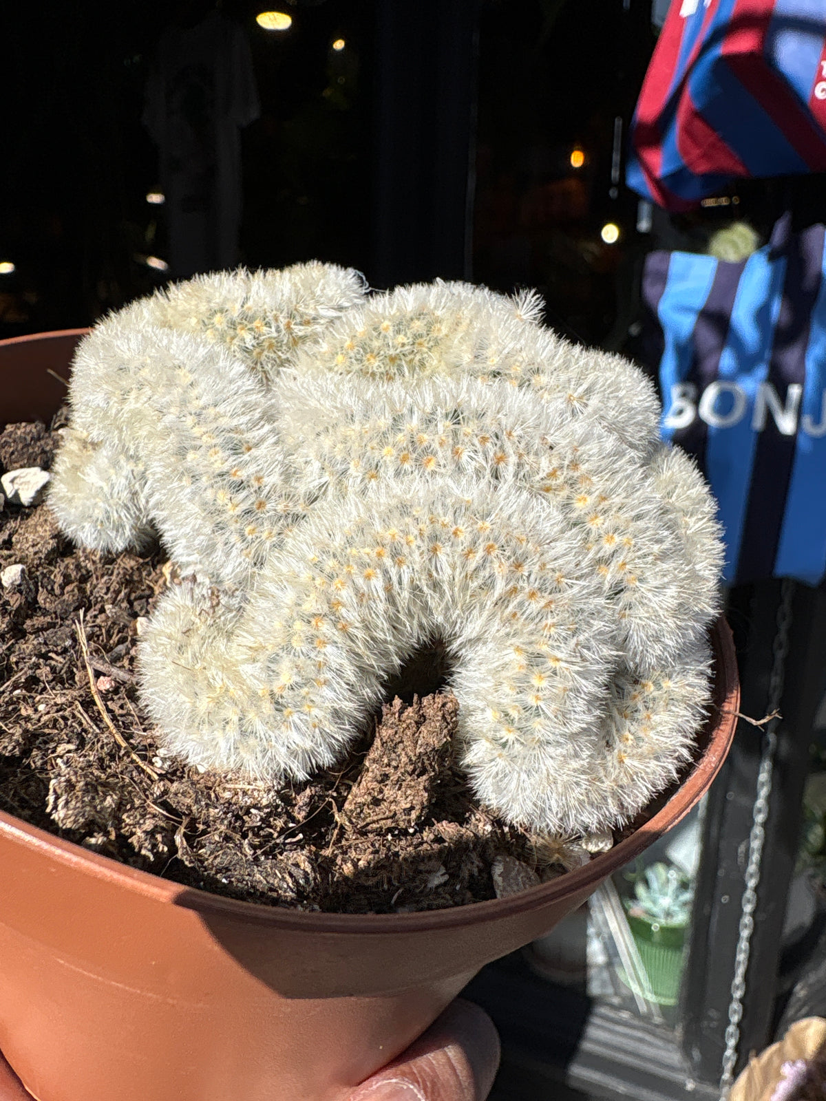 Mammillaria formosa ‘Cristata’ crested cactus in 12cm pot outside Urban Tropicana plant shop in Chiswick, London
