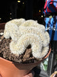 Mammillaria formosa ‘Cristata’ crested cactus in 12cm pot outside Urban Tropicana plant shop in Chiswick, London