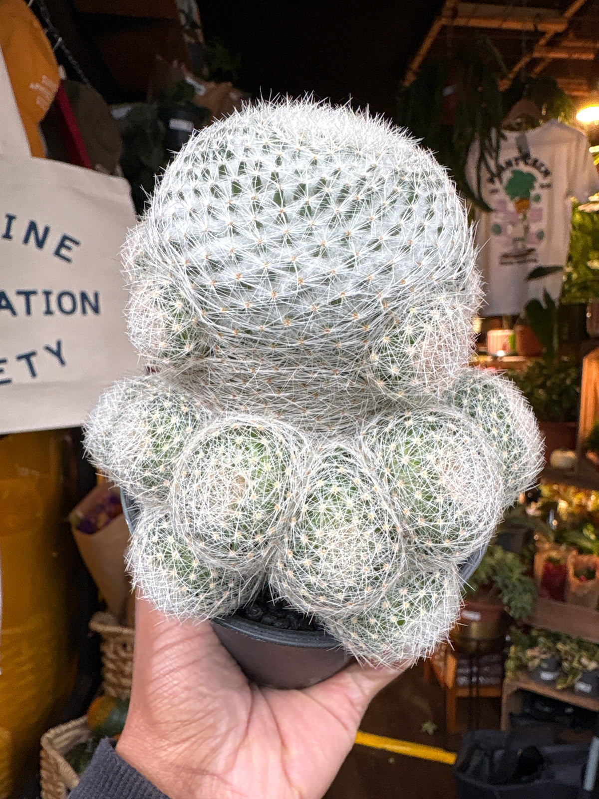 Mammillaria Lenta cactus in 10cm pot outside Urban Tropicana plant shop in Chiswick, London