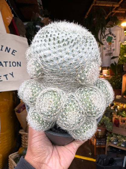 Mammillaria Lenta cactus in 10cm pot outside Urban Tropicana plant shop in Chiswick, London