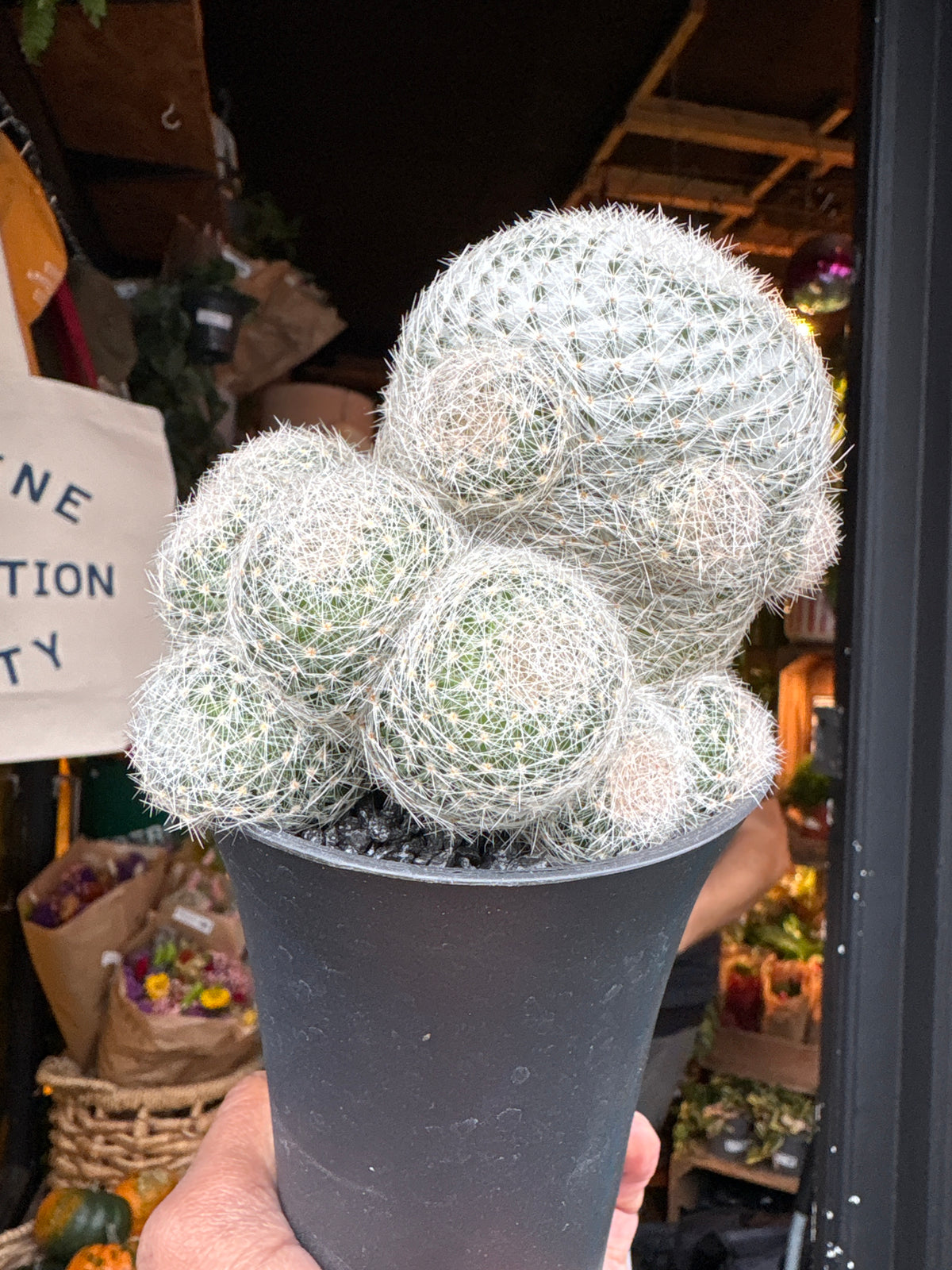 Mammillaria Lenta cactus in 10cm pot outside Urban Tropicana plant shop in Chiswick, London