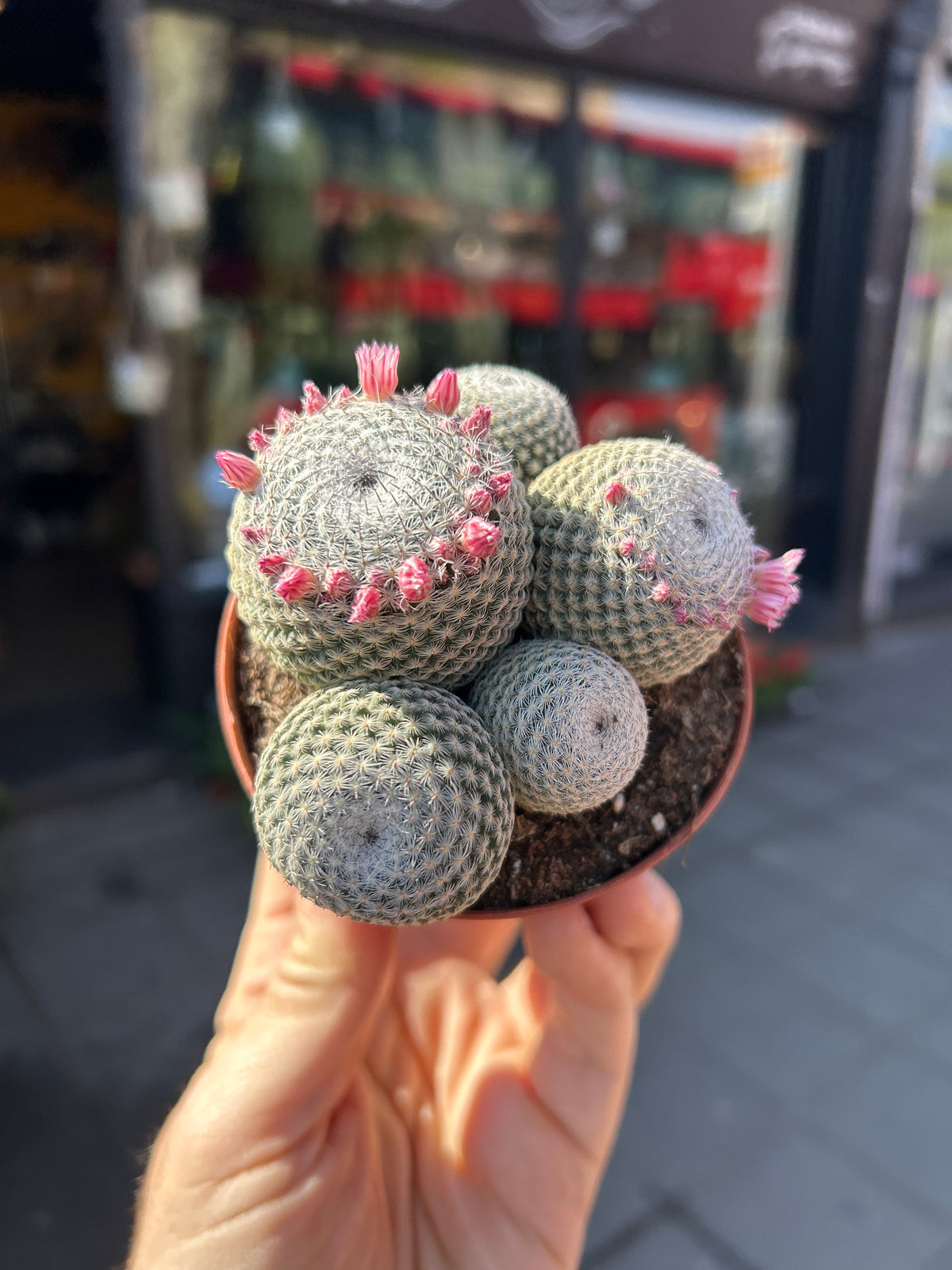 A Mammillaria Microthele Superfina plant also known as a Owl Eye Cactus in front of Urban Tropicana’s Plant Shop in Chiswick London