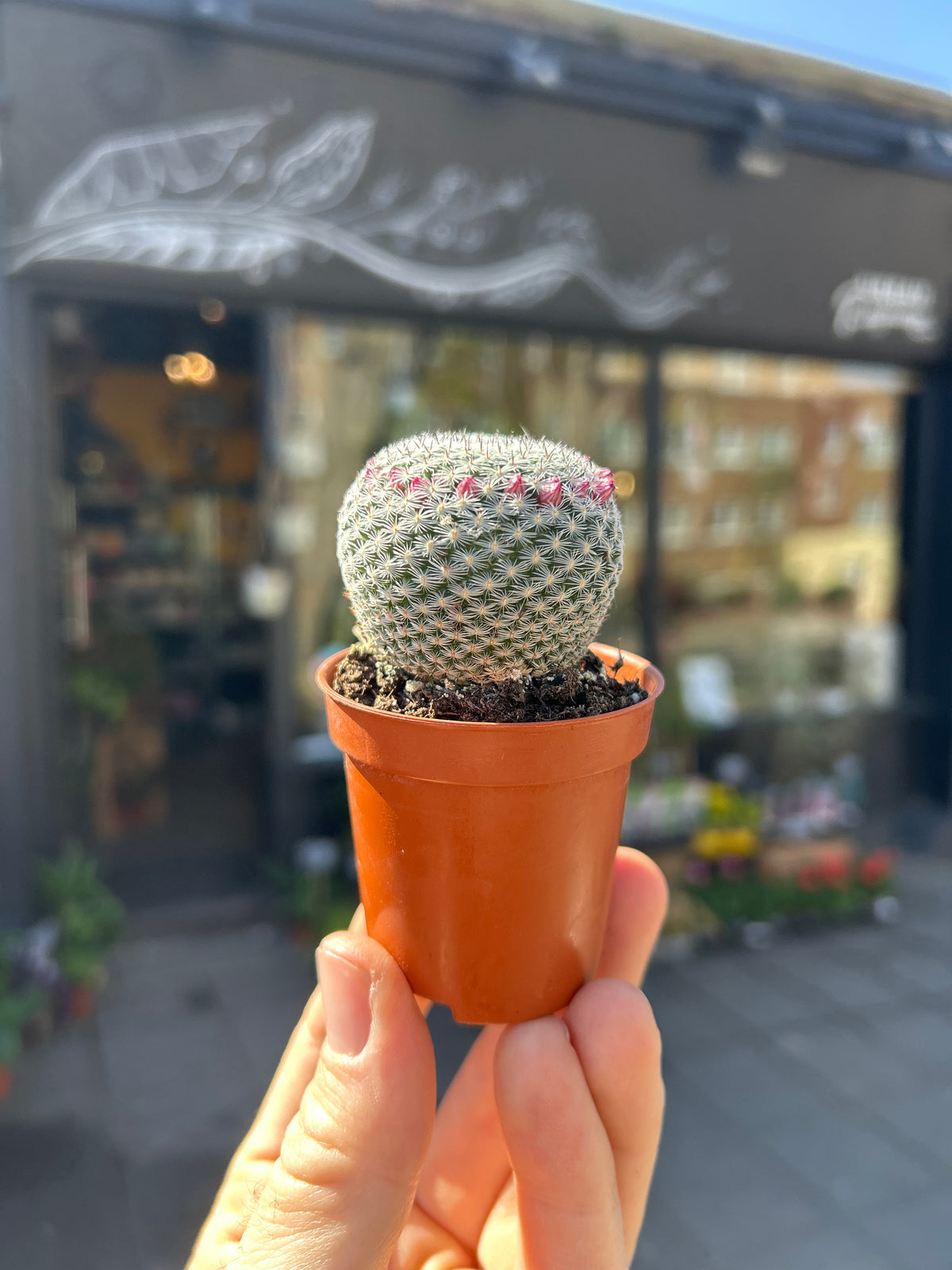 A Mammillaria Microthele Superfina plant in front of Urban Tropicana’s Plant Shop in Chiswick London