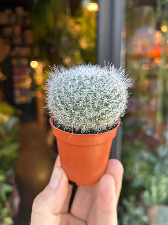 A Mammillaria hahniana plant in front of Urban Tropicana’s Plant Shop in Chiswick London