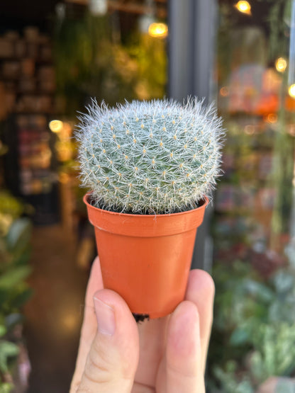 A Mammillaria hahniana plant in front of Urban Tropicana’s Plant Shop in Chiswick London