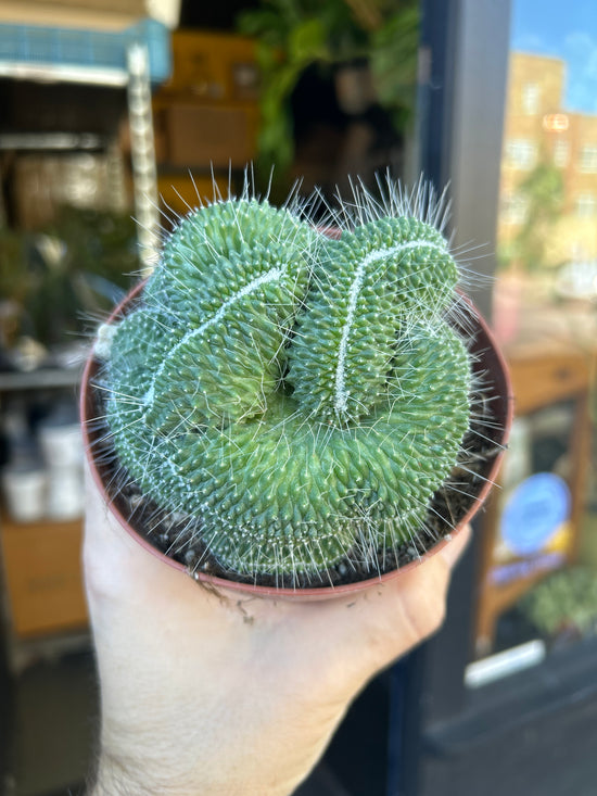A Mammillaria spinosissima ‘Un Pico Cristata’ plant in front of Urban Tropicana’s Plant Shop in Chiswick London