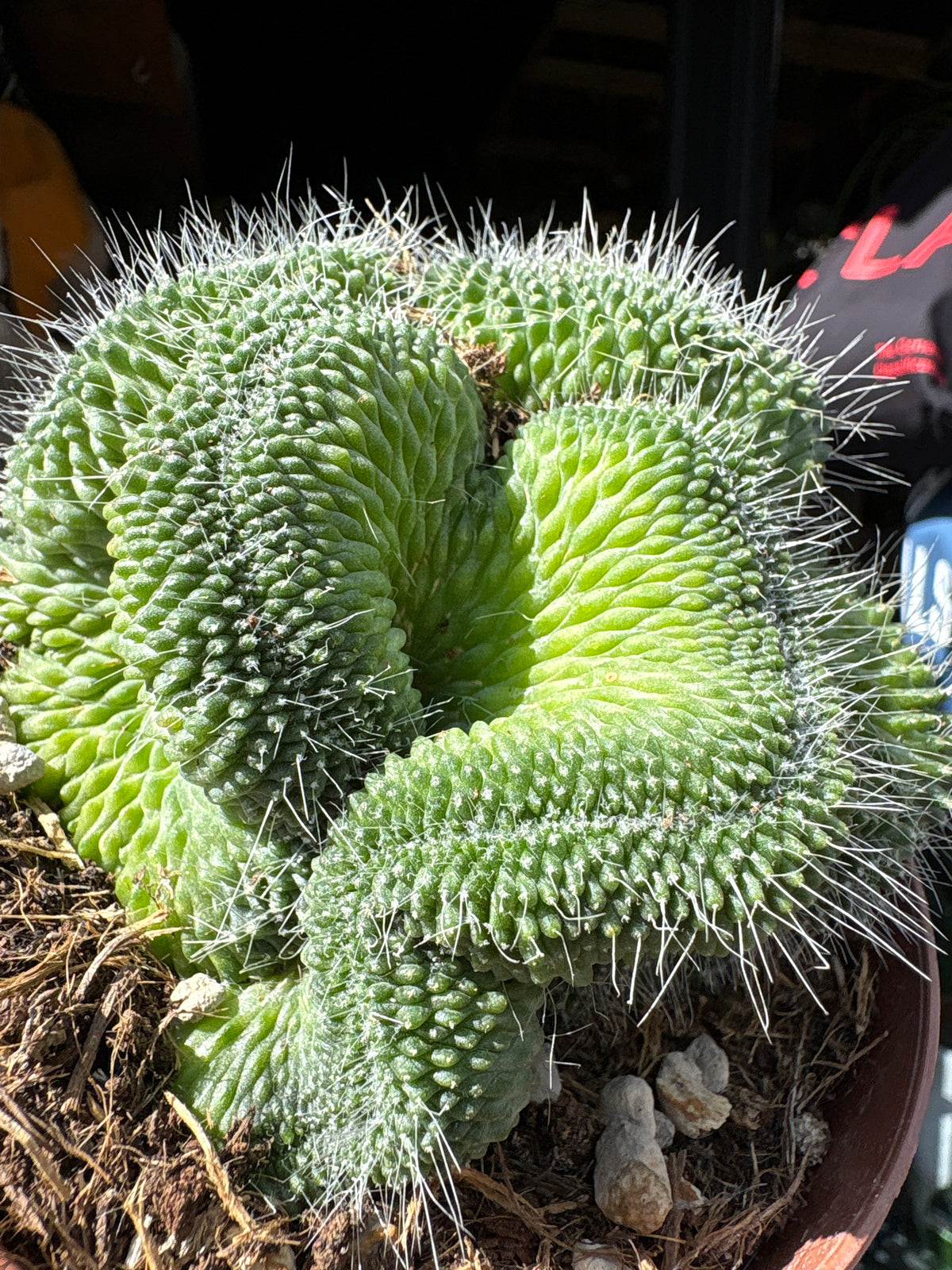 A Mammillaria spinosissima ‘Un Pico Cristata’ plant in front of Urban Tropicana’s Plant Shop in Chiswick London