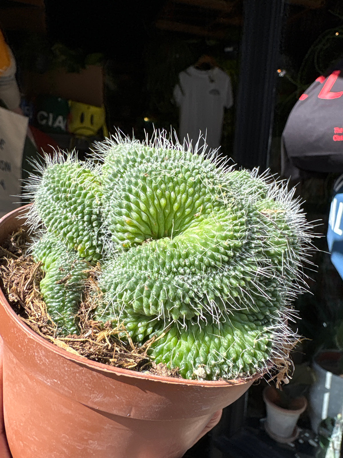 A Mammillaria spinosissima ‘Un Pico Cristata’ plant in front of Urban Tropicana’s Plant Shop in Chiswick London