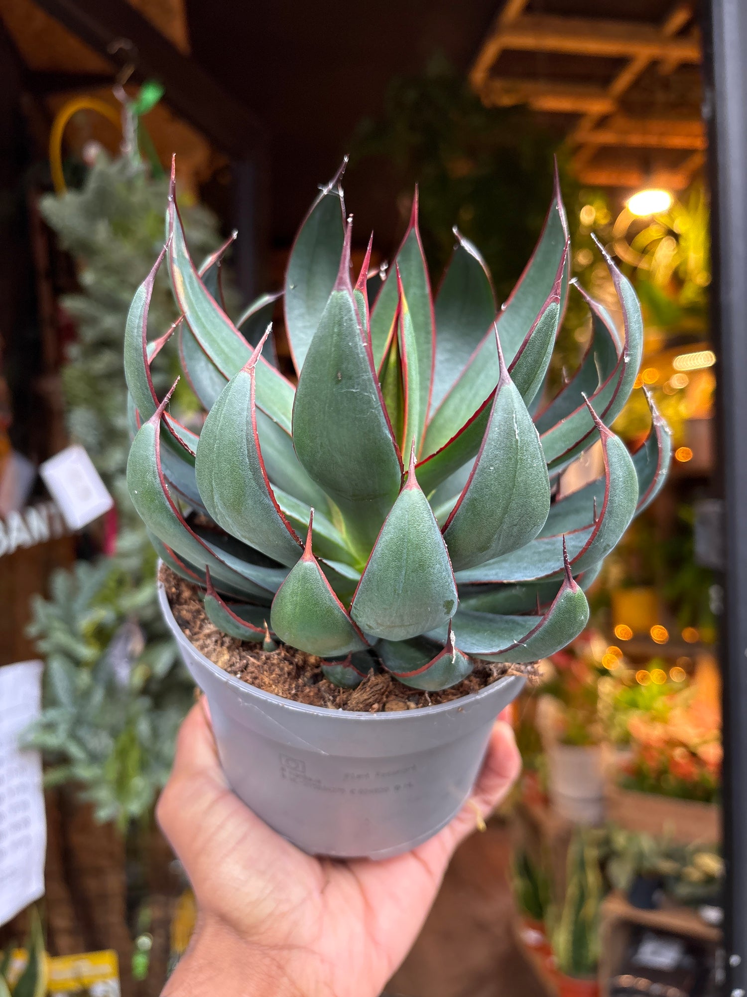 praying hands house plants Mangave 'Praying Hands' - House Plants - Plant Shop