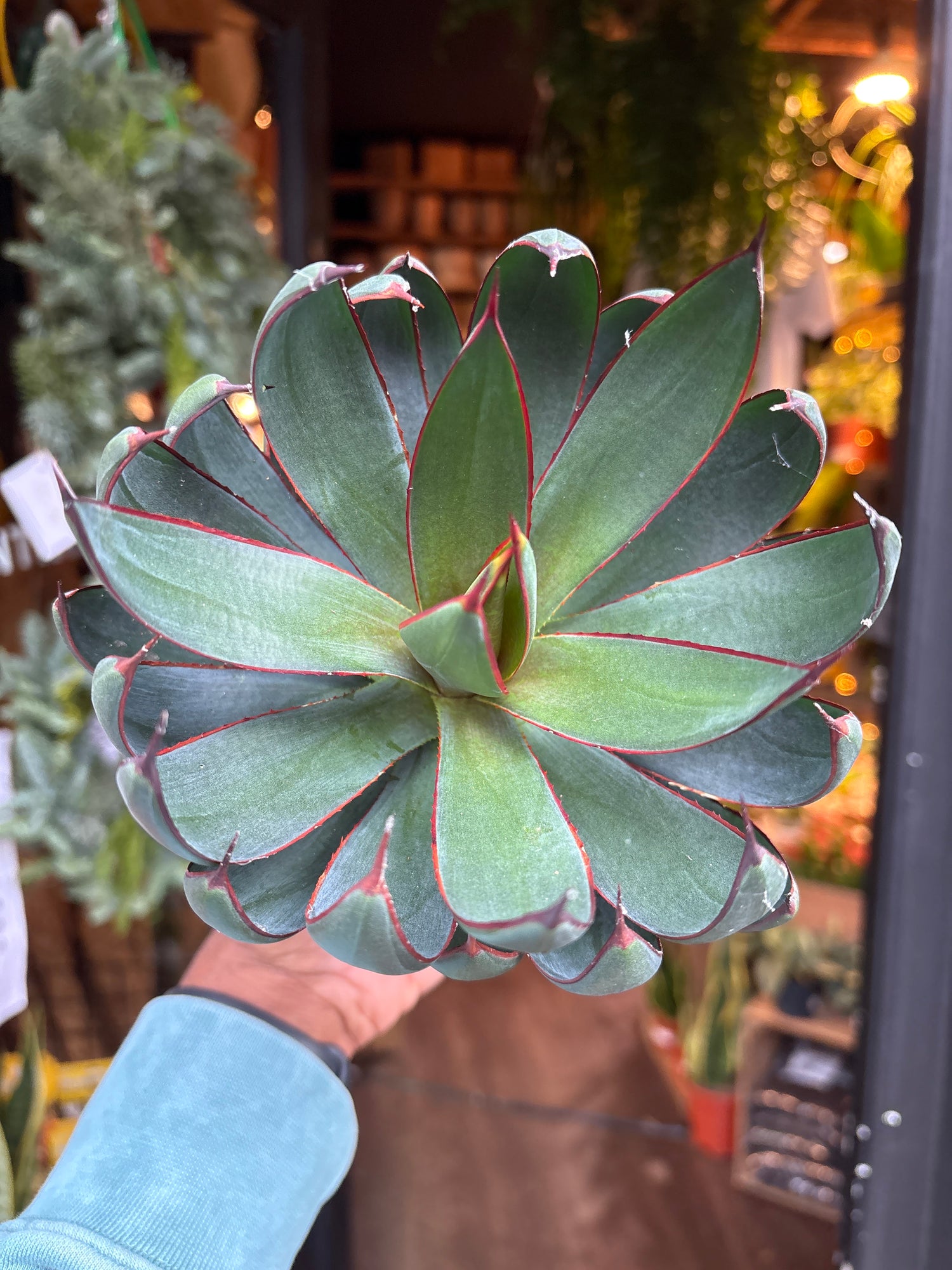 praying hands house plants Mangave 'Praying Hands' - House Plants - Plant Shop