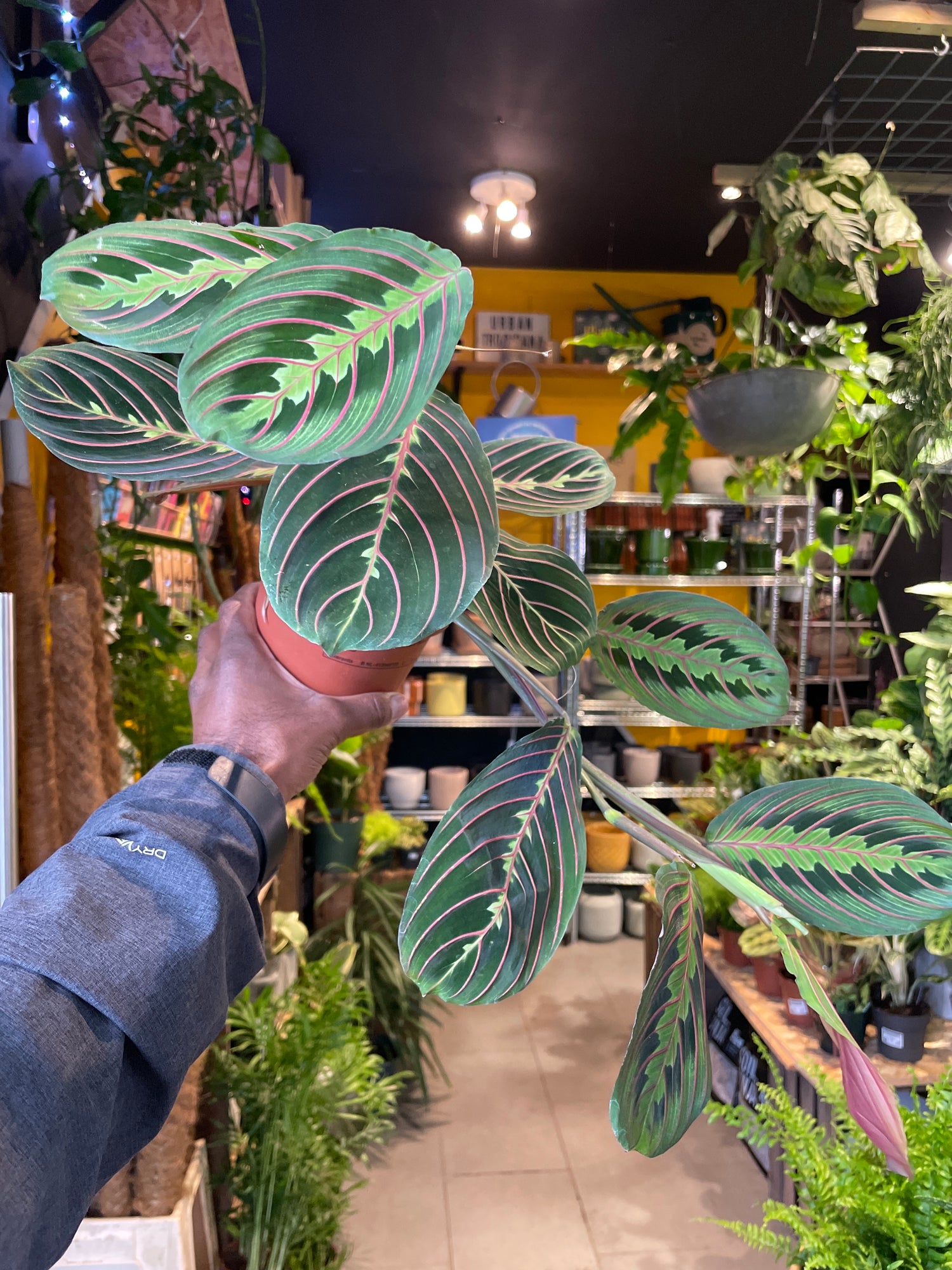 A Maranta Fascinator plant in front of Urban Tropicana&