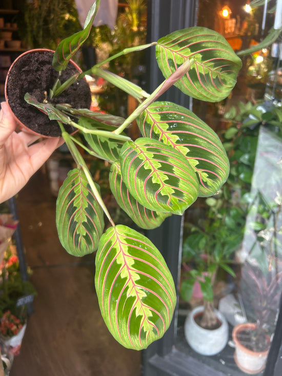 A Maranta Fascinator plant in front of Urban Tropicana’s Plant Shop in Chiswick London