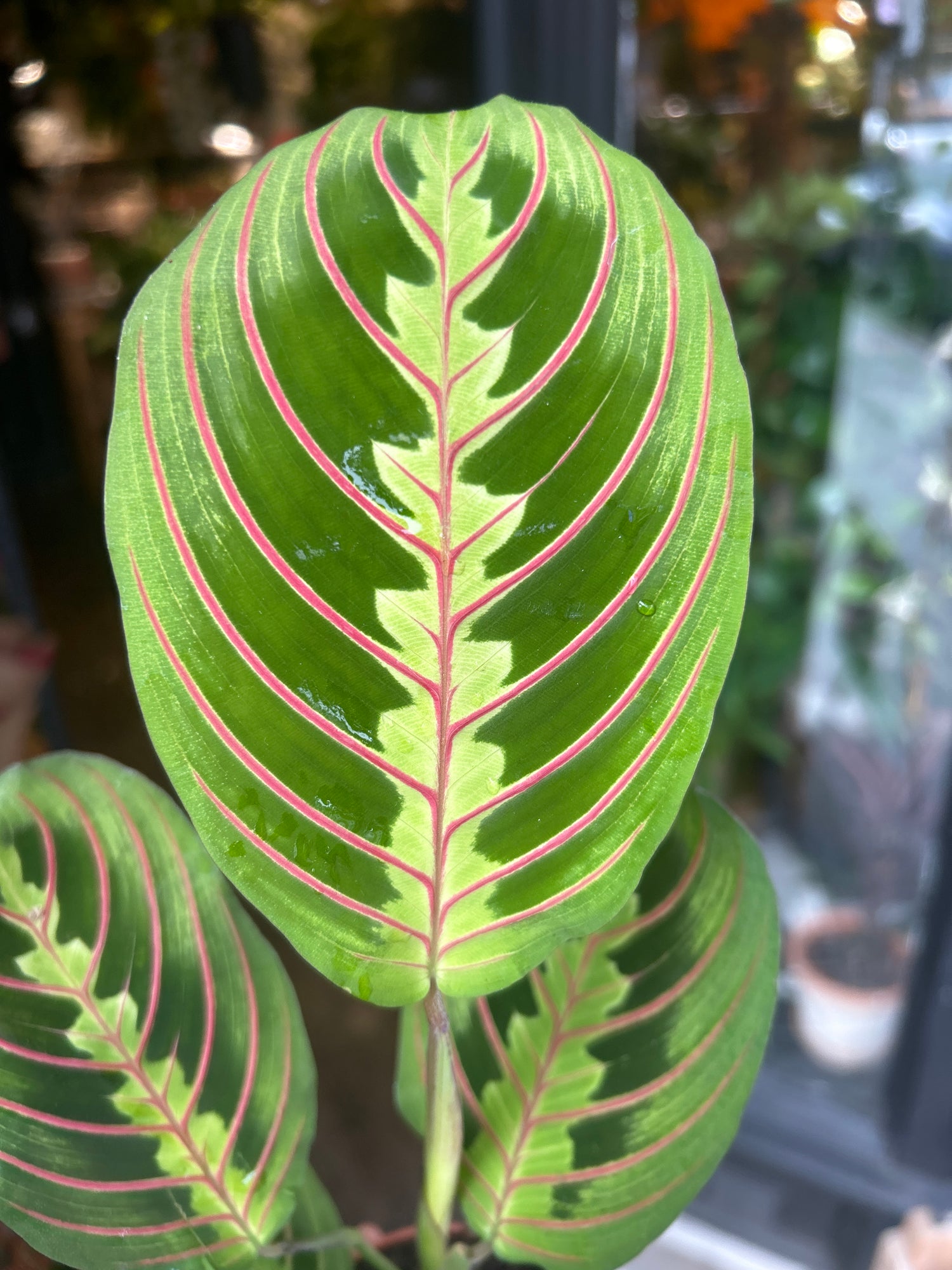 A Maranta Fascinator plant in front of Urban Tropicana’s Plant Shop in Chiswick London