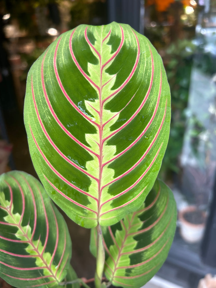 A Maranta Fascinator plant in front of Urban Tropicana’s Plant Shop in Chiswick London