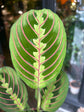 A Maranta Fascinator plant in front of Urban Tropicana’s Plant Shop in Chiswick London