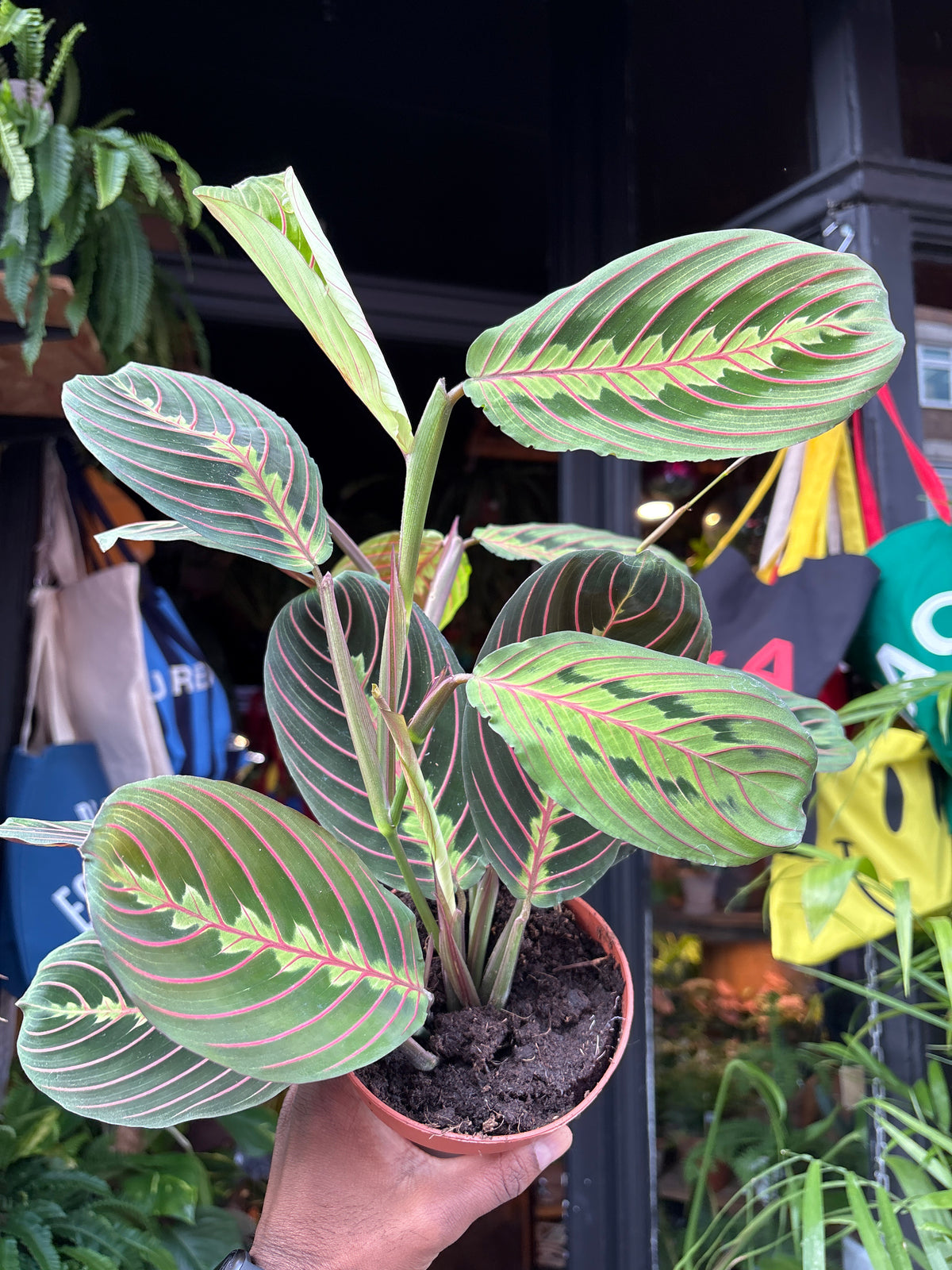 Maranta ‘Fascinator’ prayer plant in 12cm pot outside Urban Tropicana plant shop in Chiswick, London