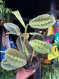 Maranta ‘Fascinator’ prayer plant in 12cm pot outside Urban Tropicana plant shop in Chiswick, London