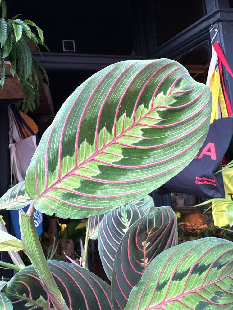 Maranta ‘Fascinator’ prayer plant in 12cm pot outside Urban Tropicana plant shop in Chiswick, London