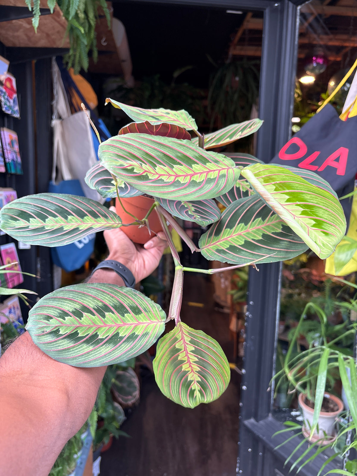 Maranta ‘Fascinator’ prayer plant in 12cm pot outside Urban Tropicana plant shop in Chiswick, London