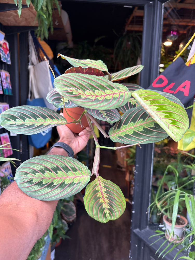 Maranta ‘Fascinator’ prayer plant in 12cm pot outside Urban Tropicana plant shop in Chiswick, London