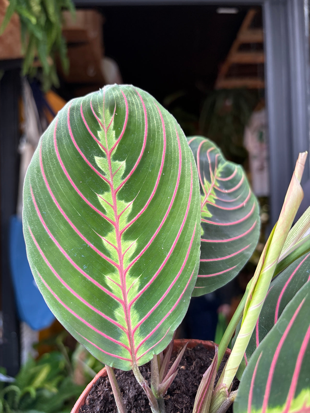 Maranta ‘Fascinator’ prayer plant in 12cm pot outside Urban Tropicana plant shop in Chiswick, London