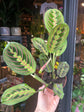 A Maranta Fascinator plant in front of Urban Tropicana’s Plant Shop in Chiswick London