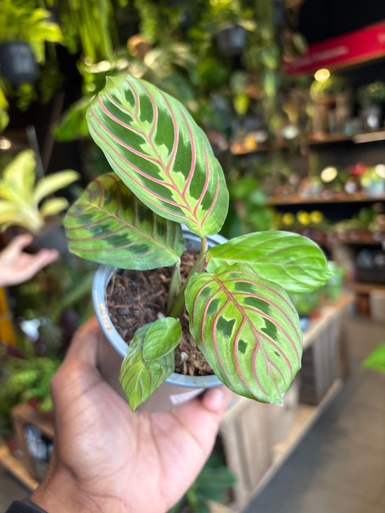 A Maranta Fascinator plant in front of Urban Tropicana’s Plant Shop in Chiswick London