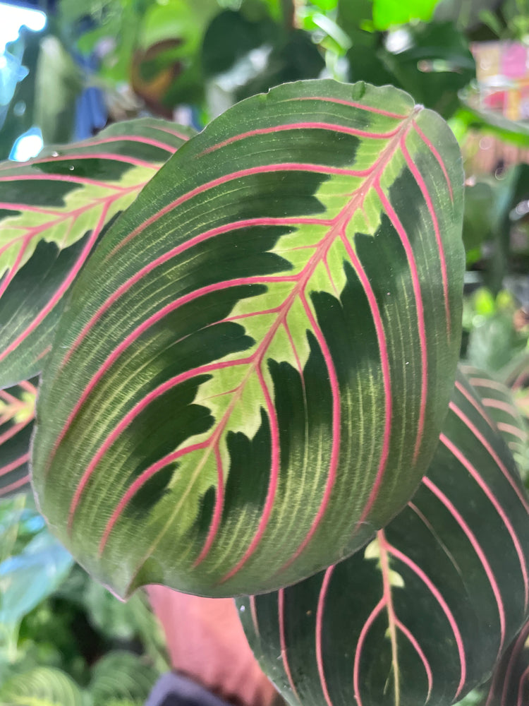 A Maranta Fascinator plant in front of Urban Tropicana&