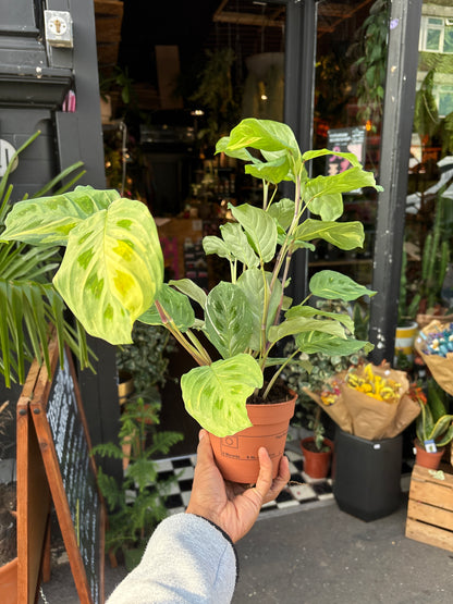 Maranta Fiesta also known as a Prayer plant in Urban Tropicana’s Plant shop in Chiswick London