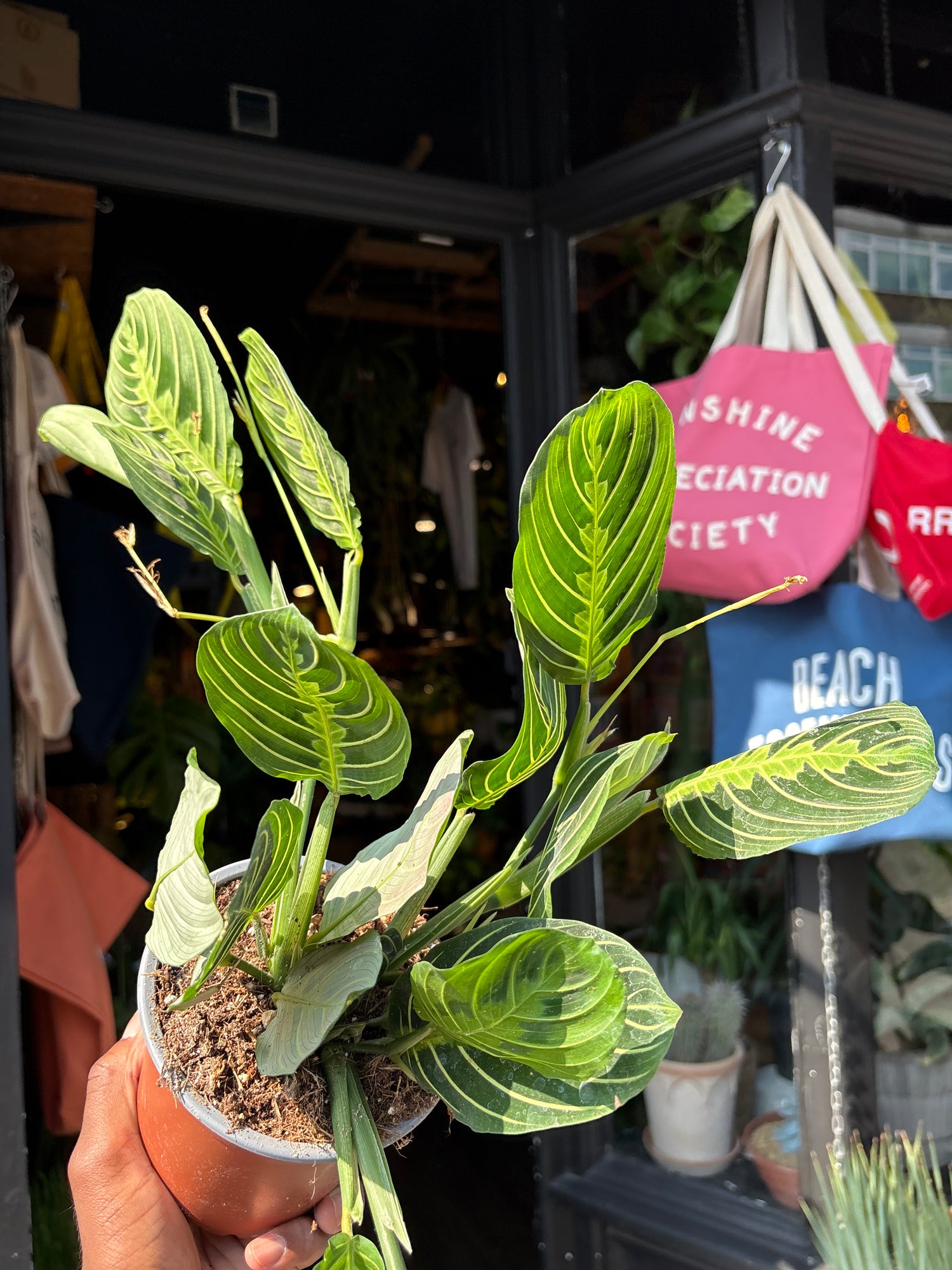 A Maranta Lemon Lime, also known as a prayer plant, in front of Urban Tropicana&