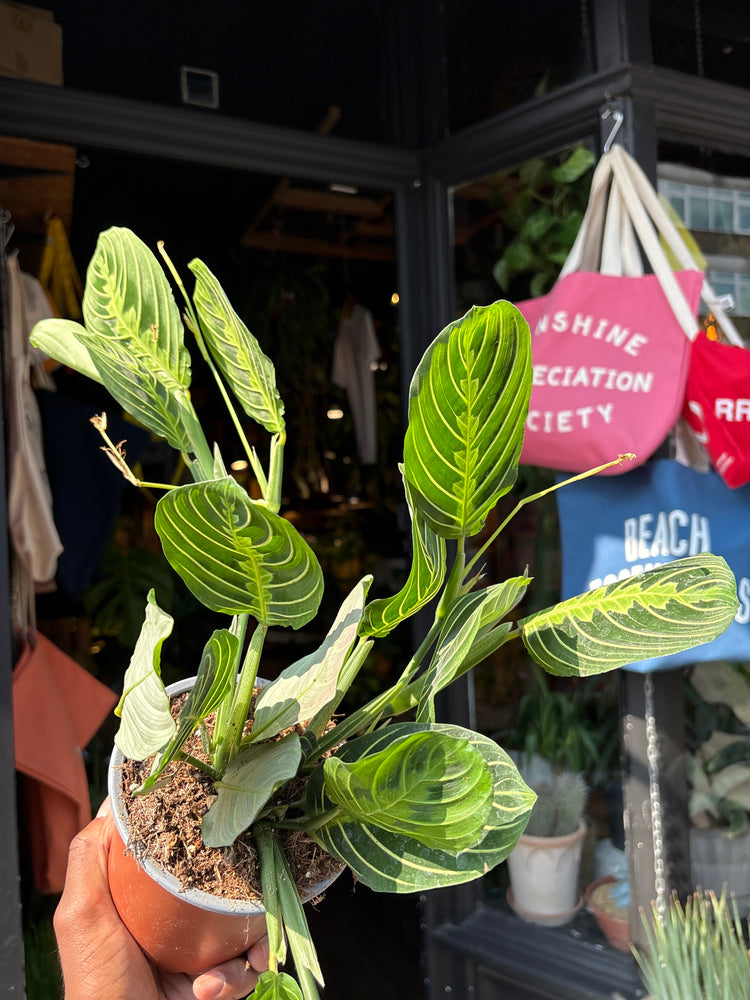 A Maranta Lemon Lime, also known as a prayer plant, in front of Urban Tropicana&