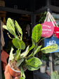 A Maranta Lemon Lime, also known as a prayer plant, in front of Urban Tropicana&