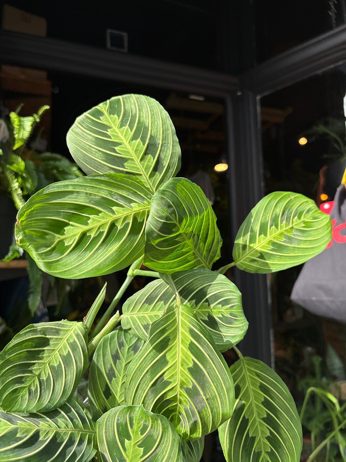 A Maranta Lemon Lime, also known as a prayer plant, in front of Urban Tropicana&