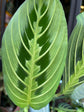 A Maranta Lemon Lime plant in front of Urban Tropicana&