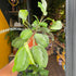 A Maranta Silver Band also known as a prayer plant in front of Urban Tropicana&