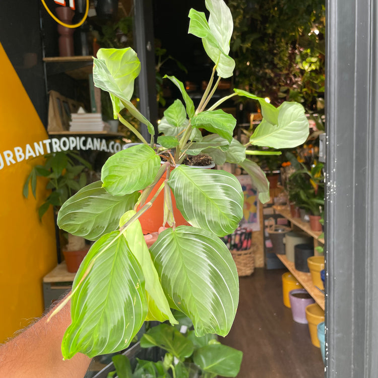 A Maranta Silver Band also known as a prayer plant in front of Urban Tropicana&