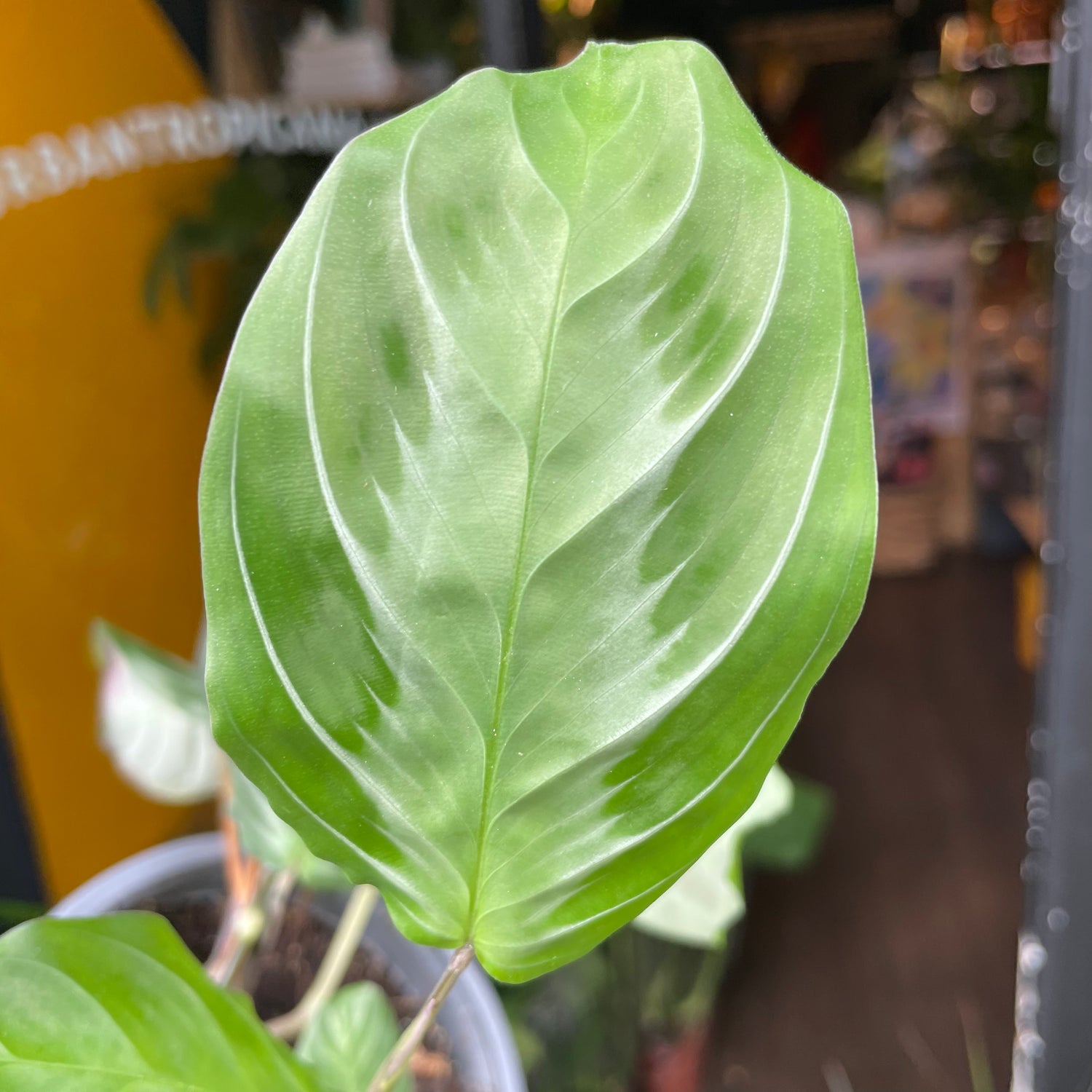 A Maranta Silver Band also known as a prayer plant in front of Urban Tropicana&