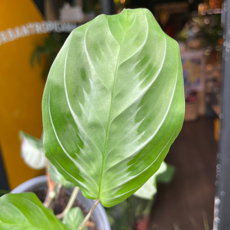 A Maranta Silver Band also known as a prayer plant in front of Urban Tropicana&