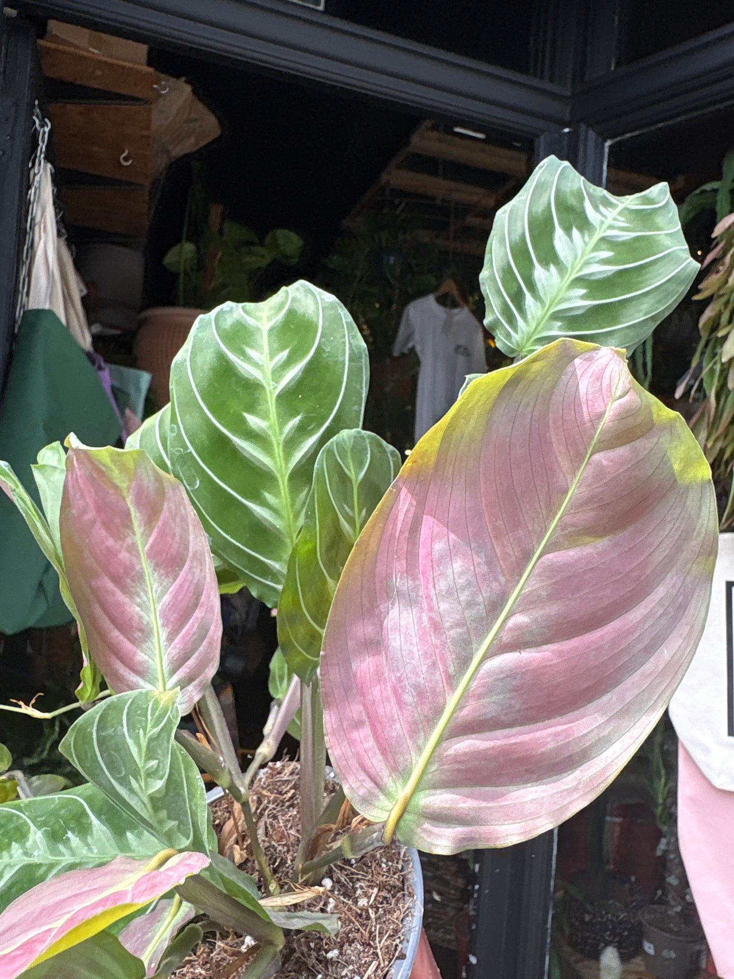 A Maranta Silver Band plant in front of Urban Tropicana’s plant shop in Chiswick, London