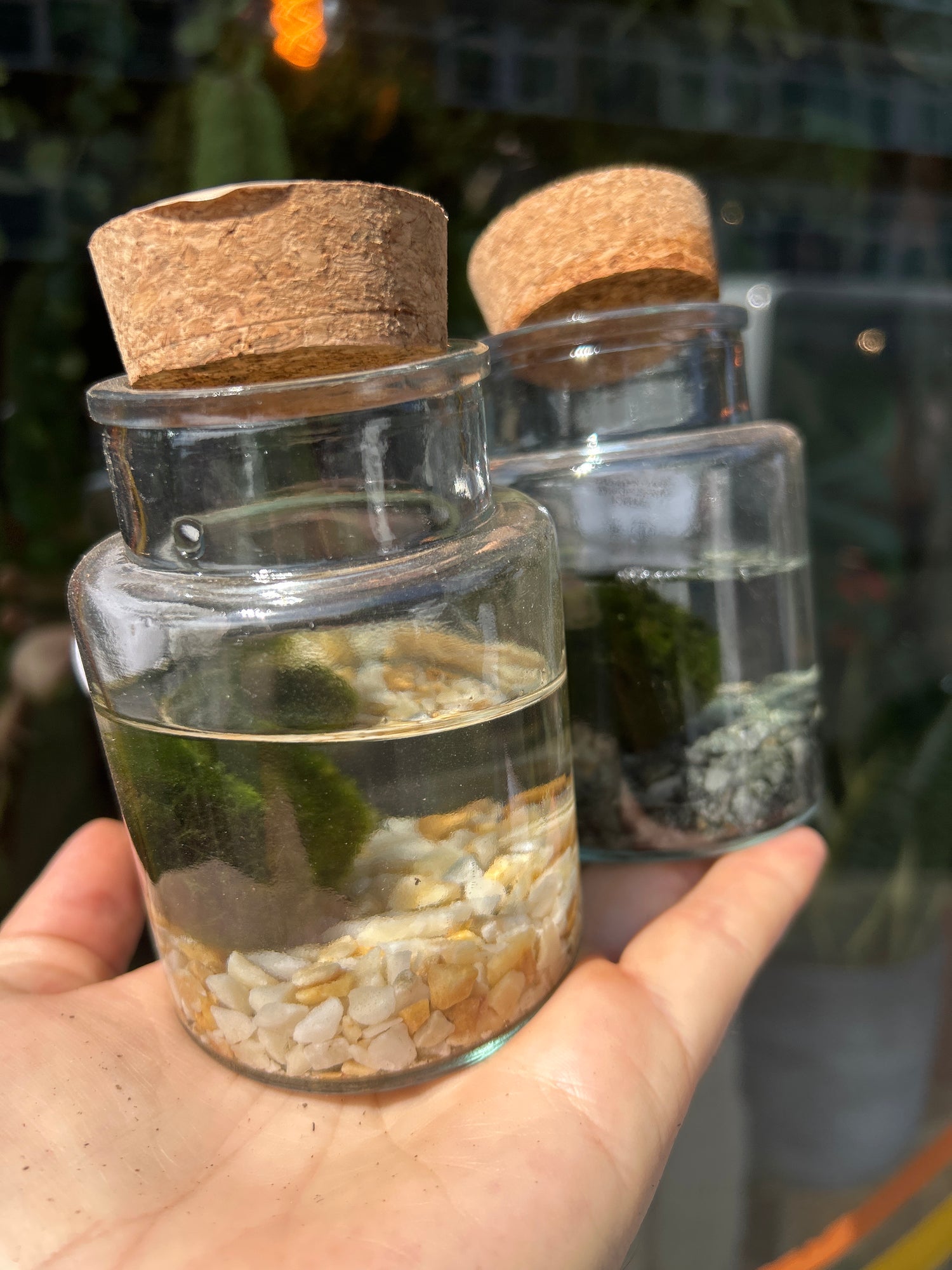 A Marimo  plant in a glass jar in front of Urban Tropicana&