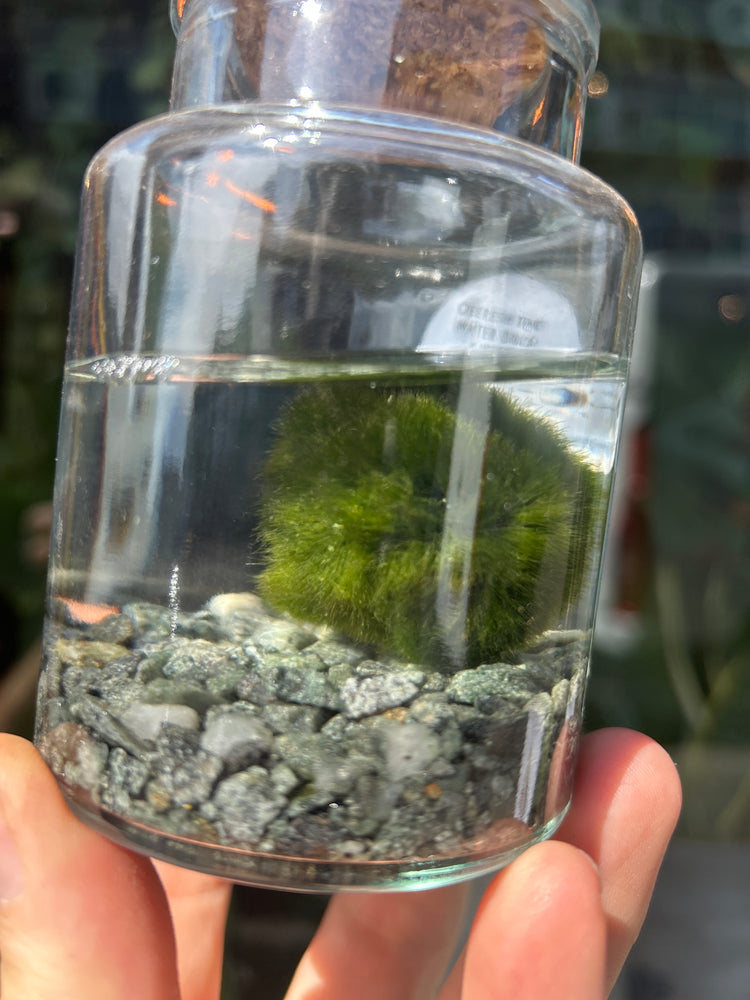 A Marimo  plant in a glass jar in front of Urban Tropicana&