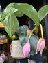 A Medinilla Magnifica in front of Urban Tropicana’s Plant Shop in Chiswick London