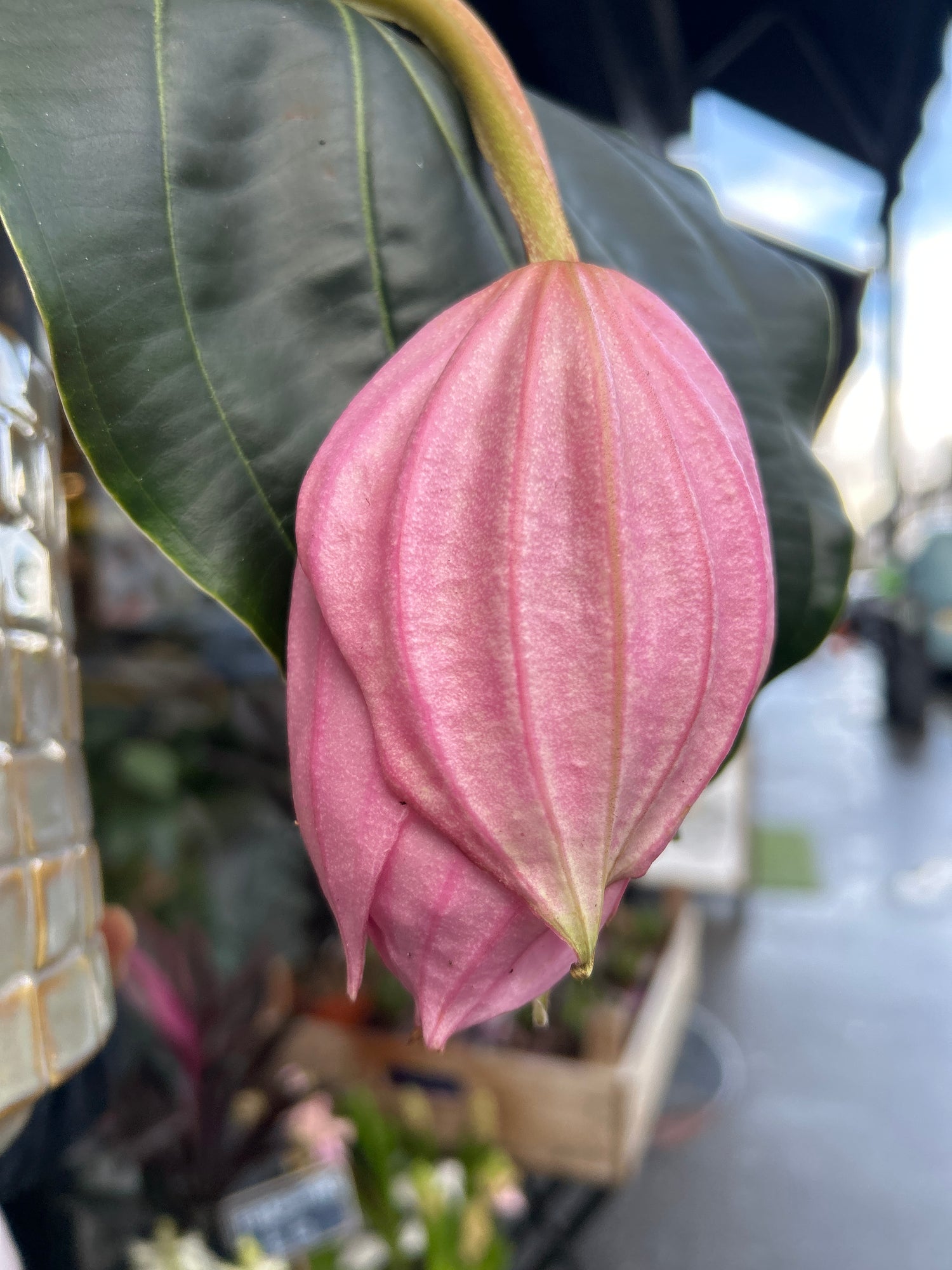 A Medinilla Magnifica in front of Urban Tropicana’s Plant Shop in Chiswick London