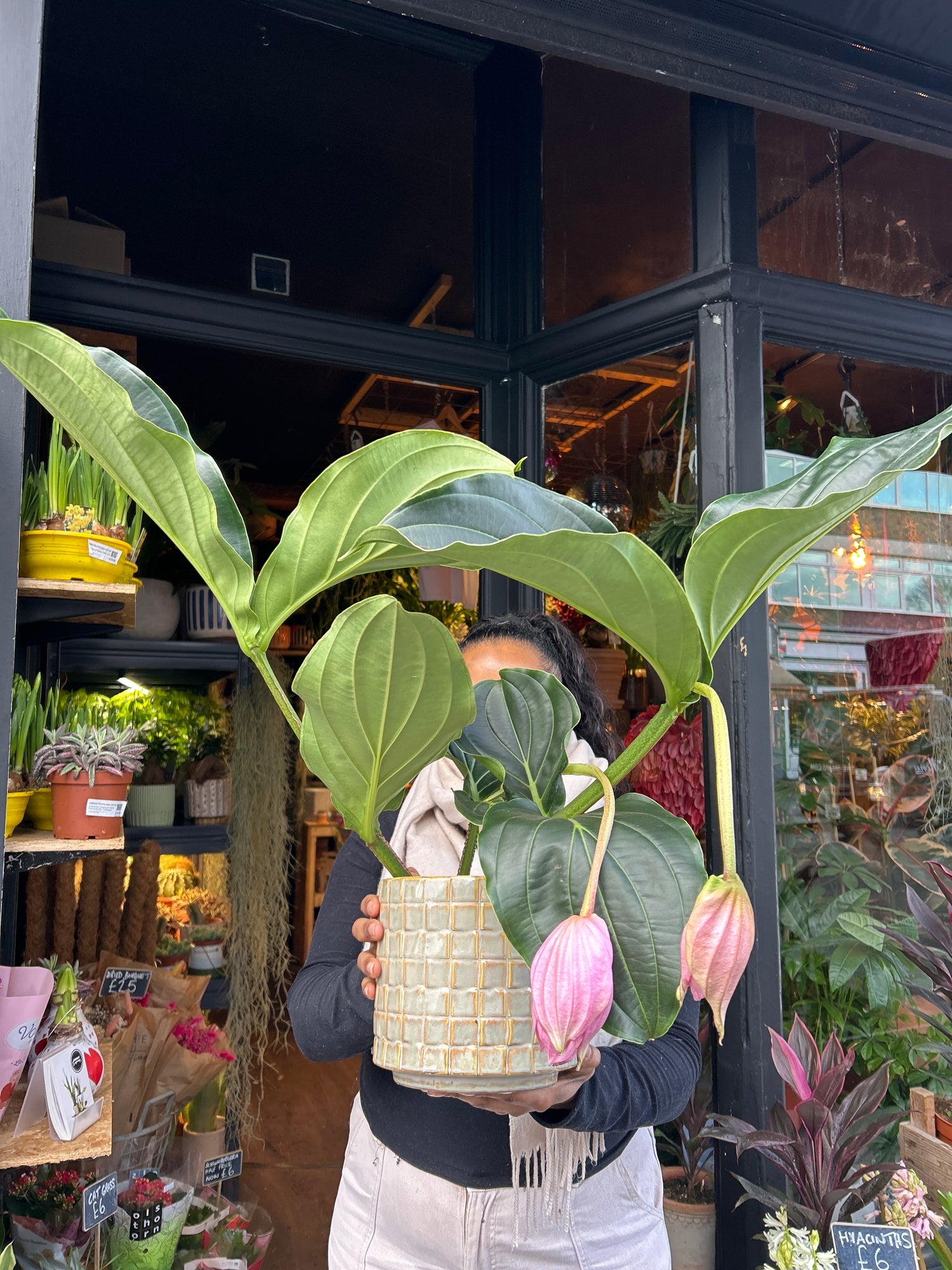 A Medinilla Magnifica in front of Urban Tropicana’s Plant Shop in Chiswick London