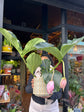 A Medinilla Magnifica in front of Urban Tropicana’s Plant Shop in Chiswick London