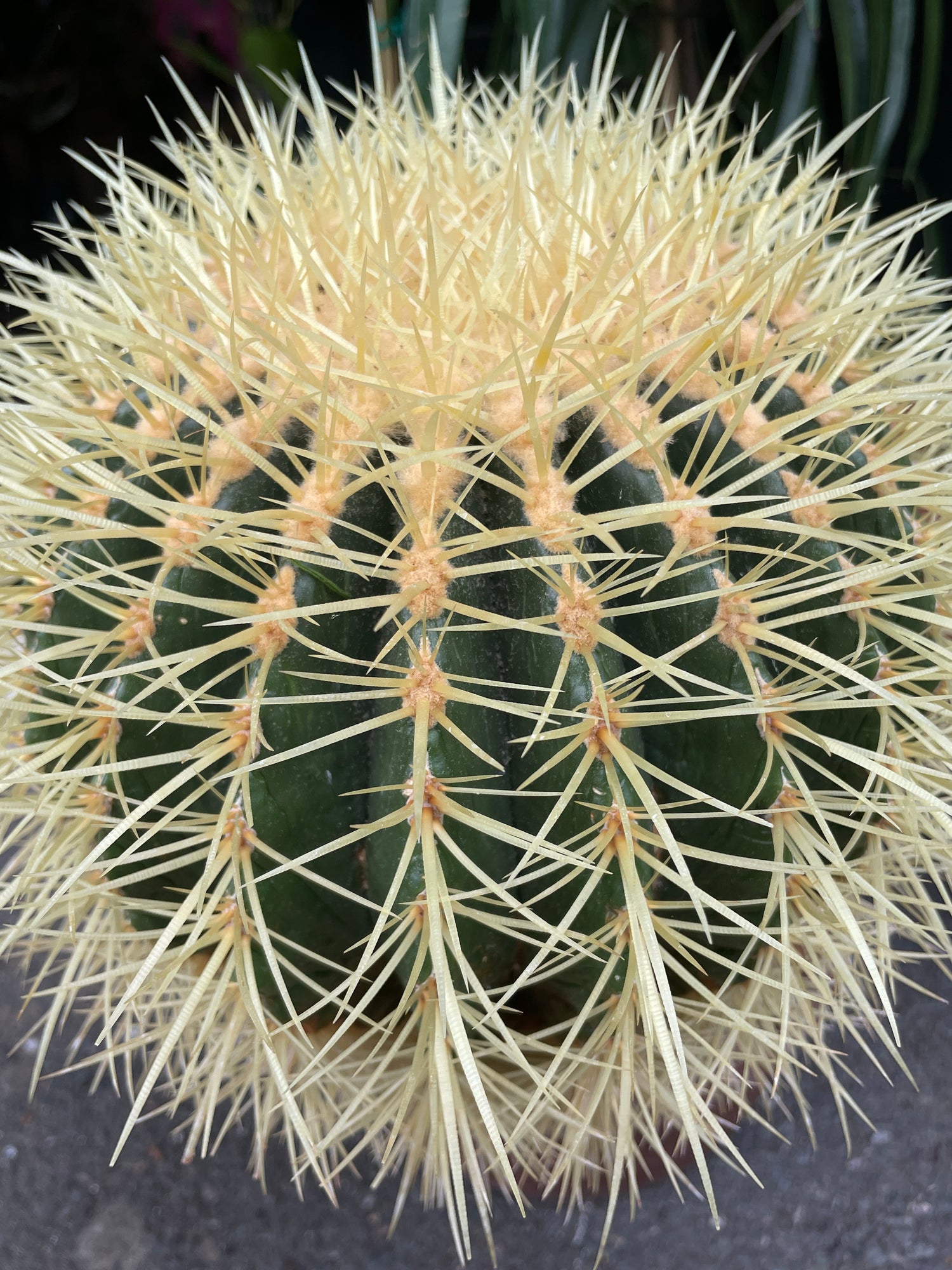 A Echinocactus Grusonni plant also known as Golden Barrel Cactus in front of Urban Tropicana&