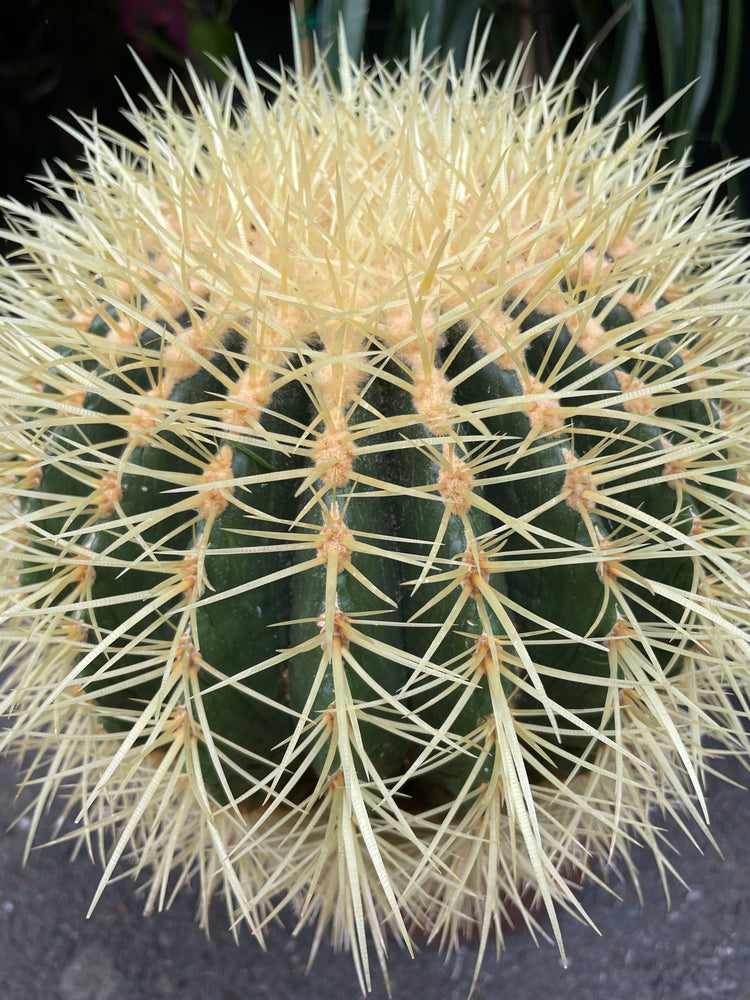 A Echinocactus Grusonni plant also known as Golden Barrel Cactus in front of Urban Tropicana&