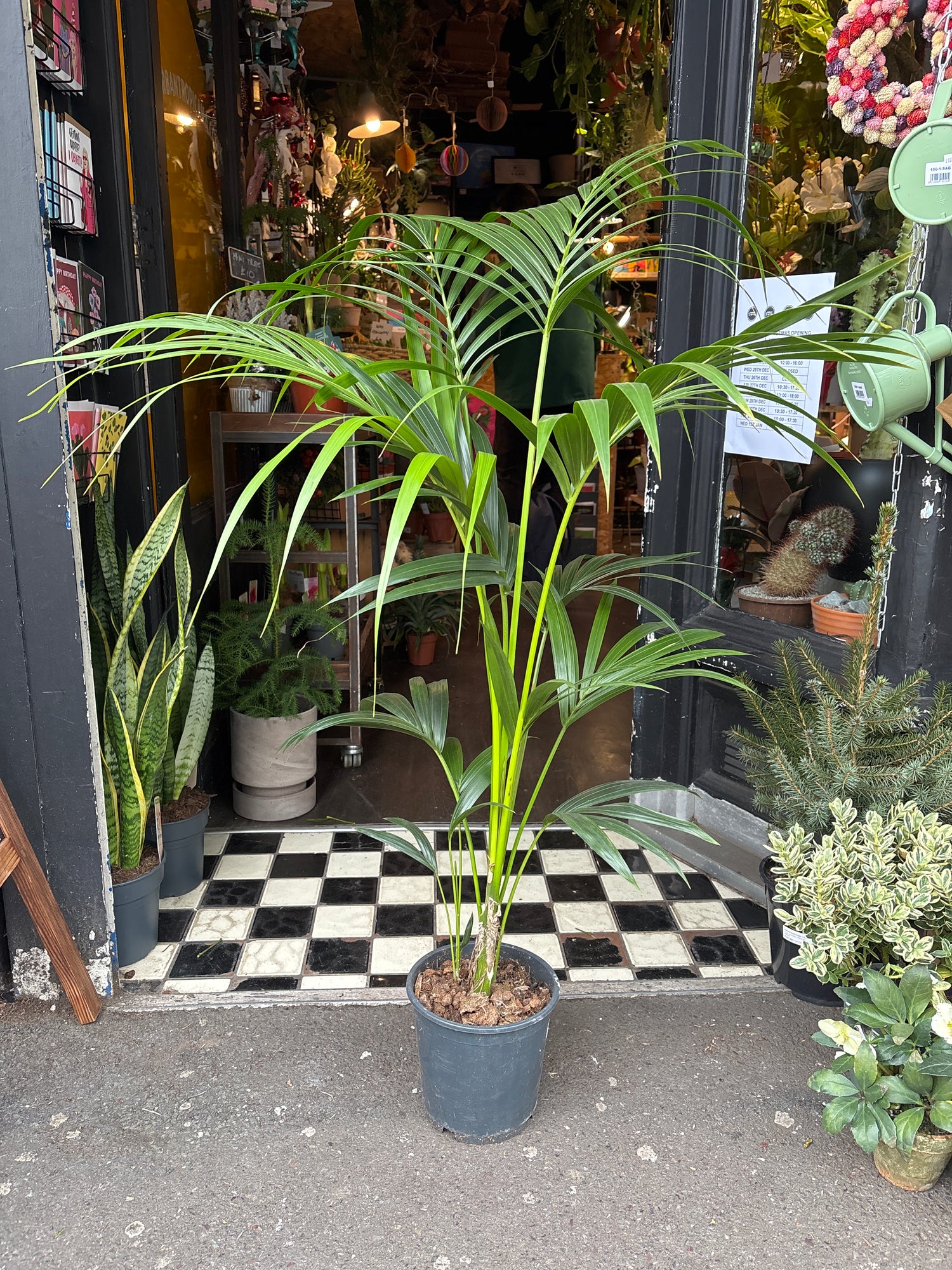 A Howea Forsteriana plant also known as a Kentia Palm in front of Urban Tropicana’s plant shop in Chiswick London