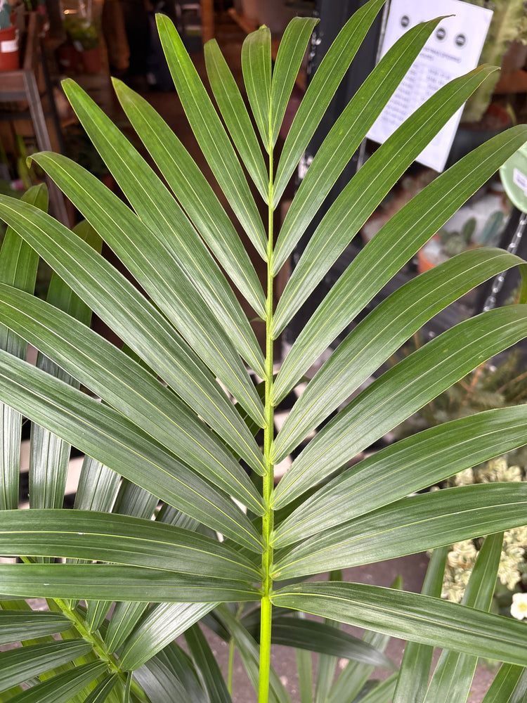 A Howea Forsteriana plant also known as a Kentia Palm in front of Urban Tropicana’s plant shop in Chiswick London