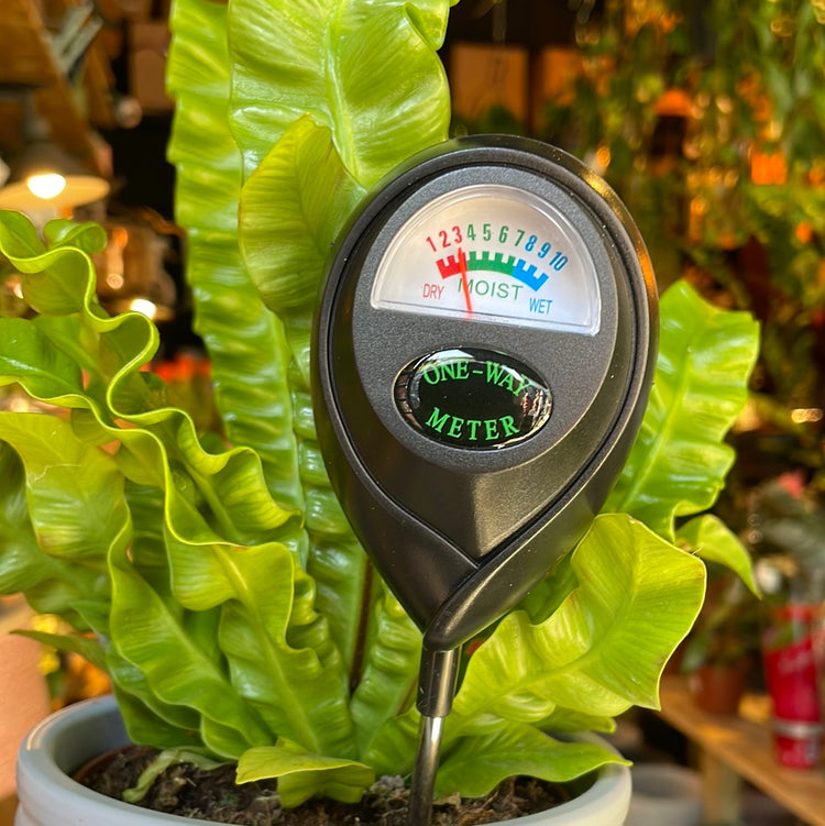 Moisture Meter in Urban Tropicana’s plant shop in Chiswick, London